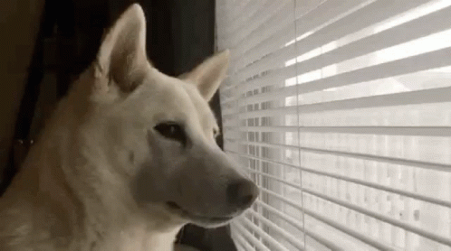 Dog waiting in front of window